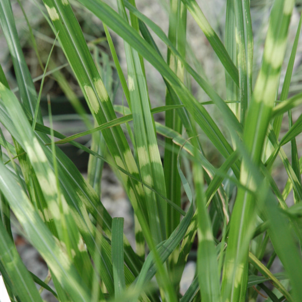 Porcupine Maiden Grass # 1 CG