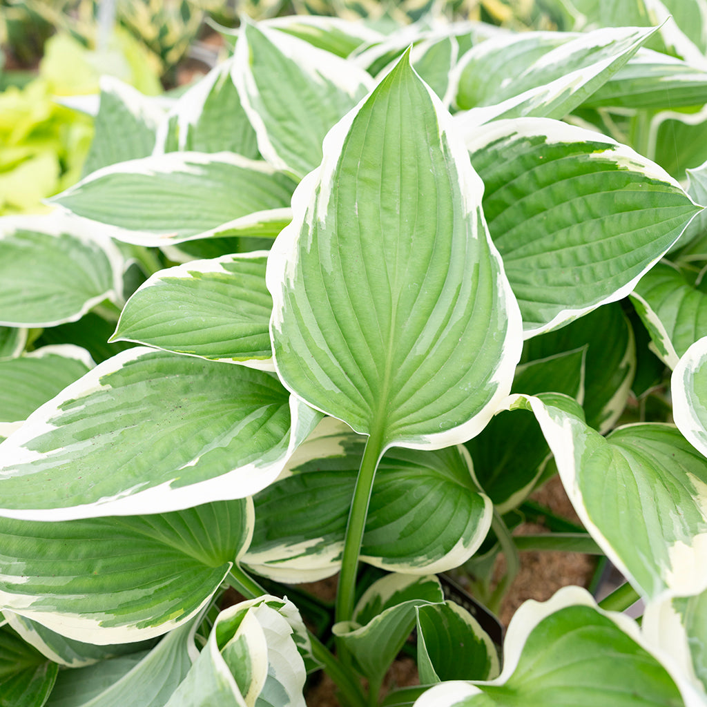 Francee Hosta  # 1 Container