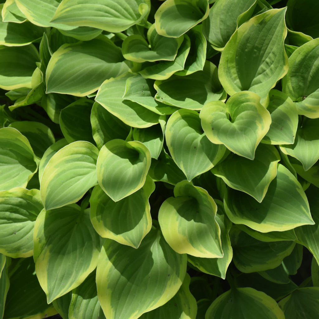 Golden Edged Hosta