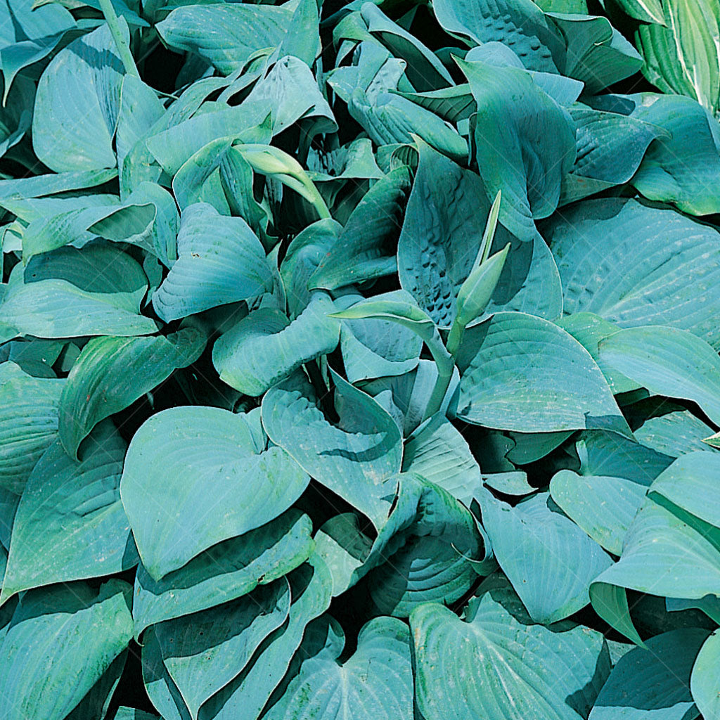 Fragrant Blue Hosta