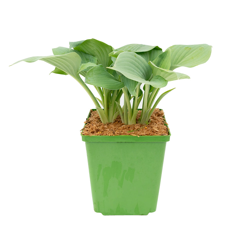 Fragrant Blue Hosta