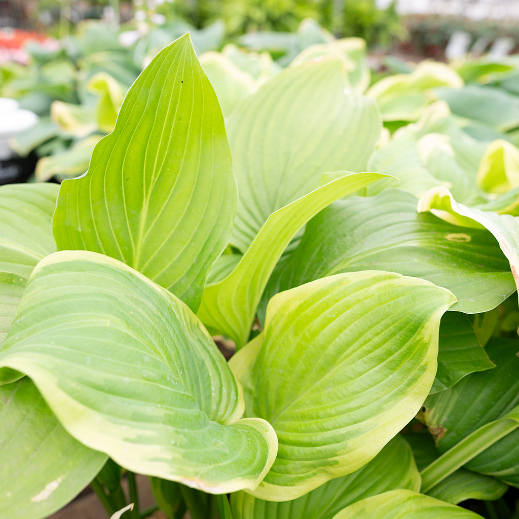 Fragrant Bouquet Hosta # 1 CG
