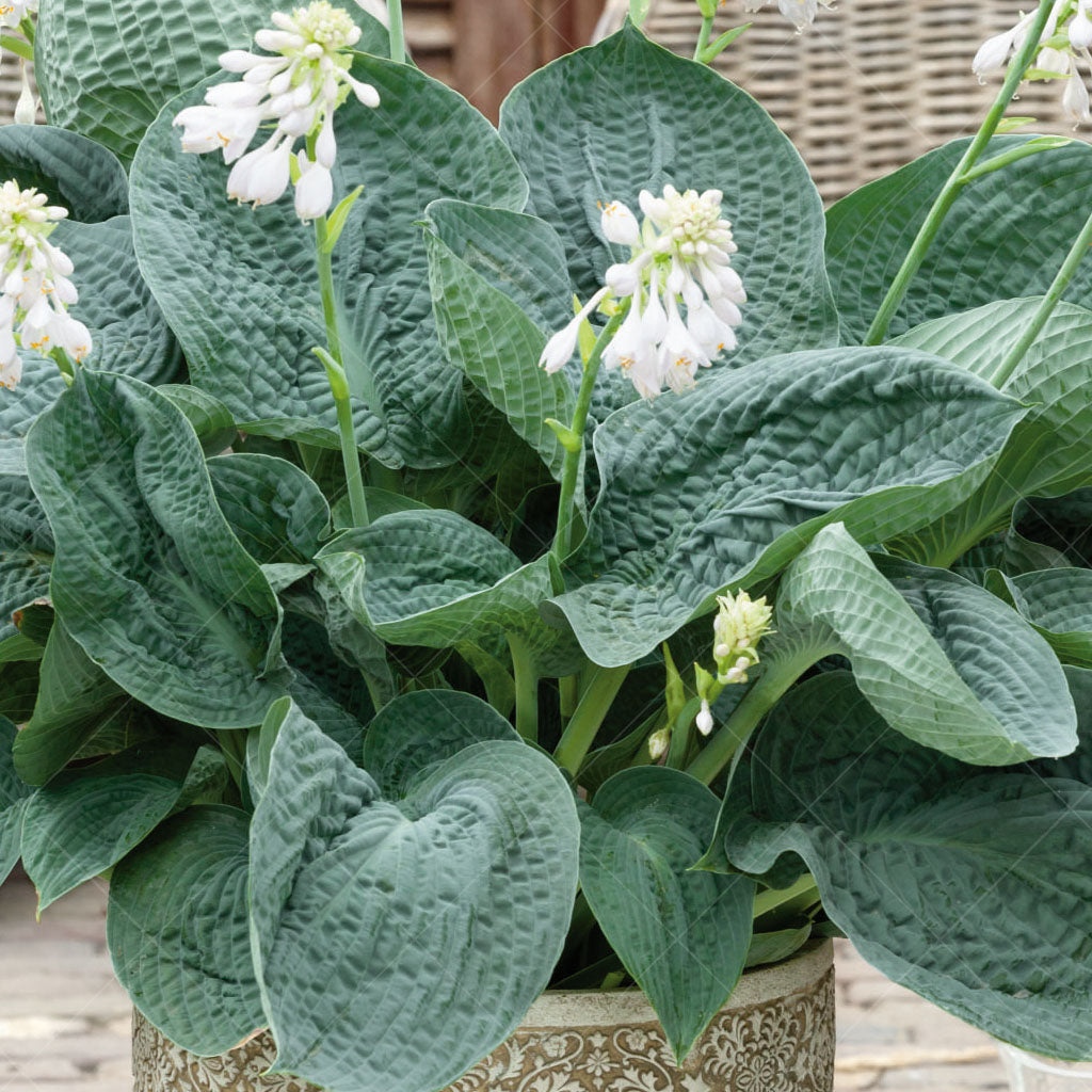 Big Daddy Hosta  # 1 Container