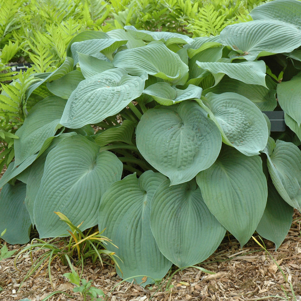 Big Daddy Hosta  # 1 Container
