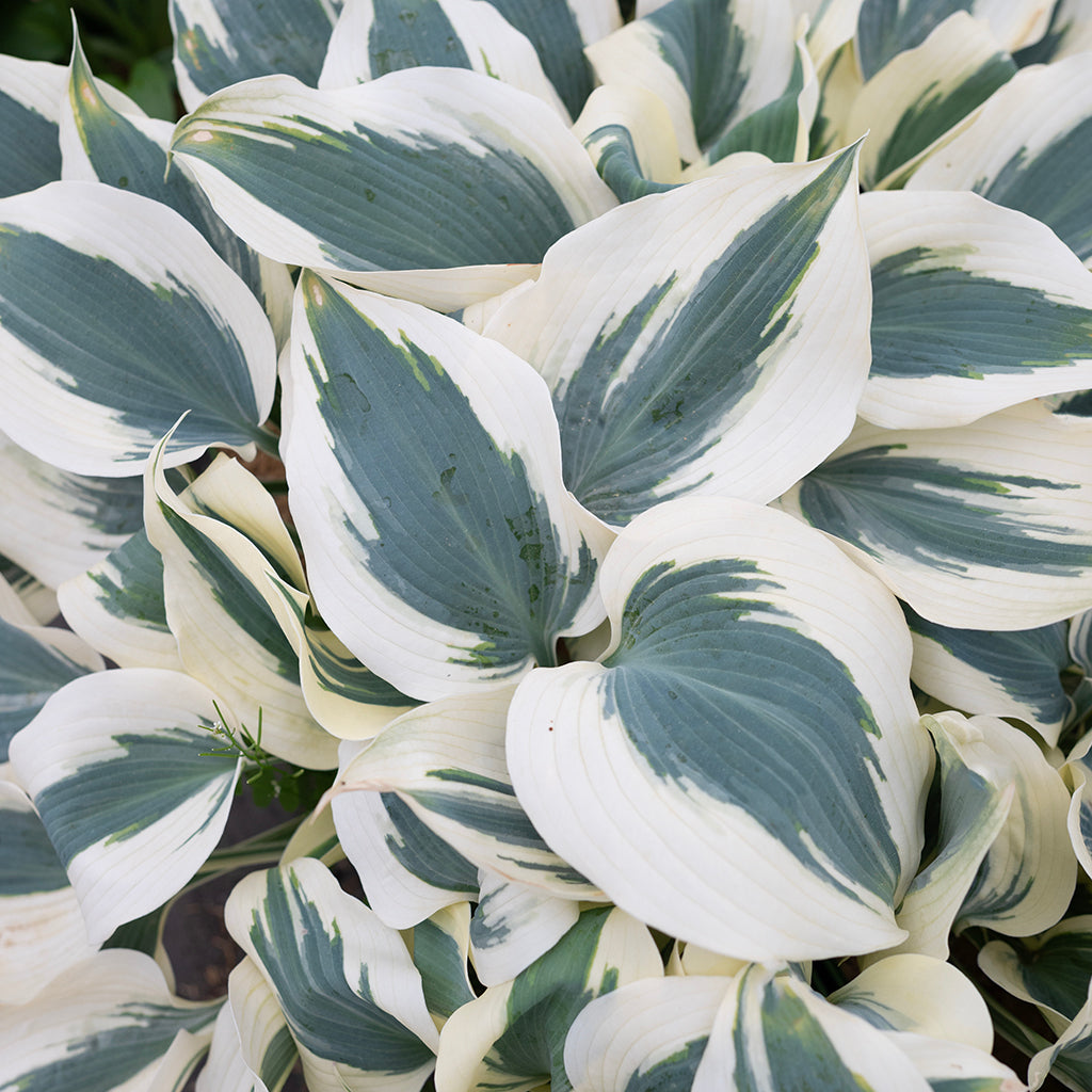 Blue Ivory Hosta