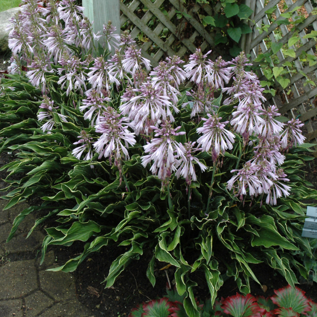 Praying Hands Hosta # 1 CG