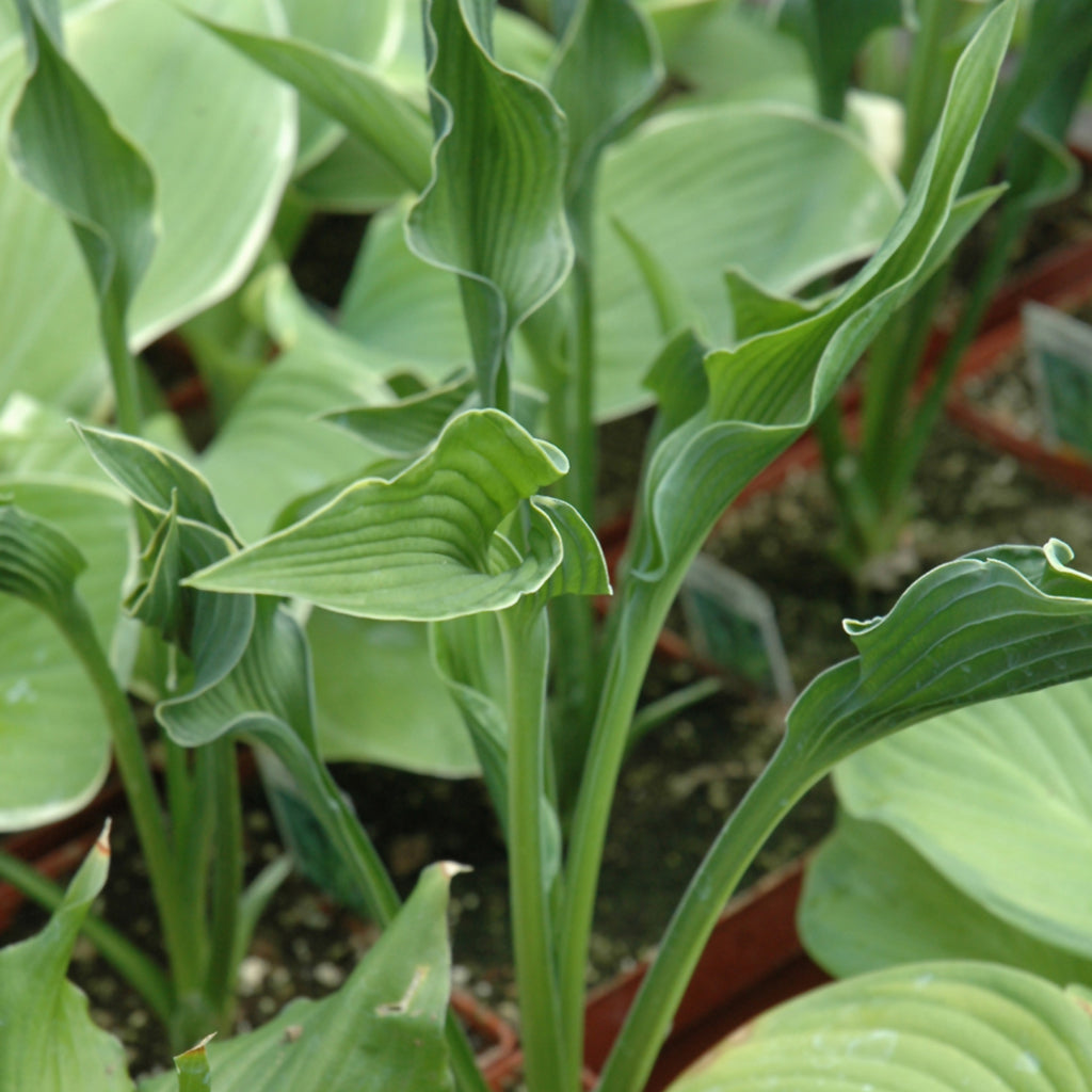 Praying Hands Hosta # 1 CG