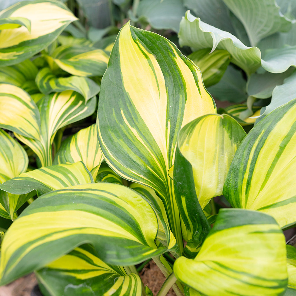 Rainbows End Hosta # 1 CG
