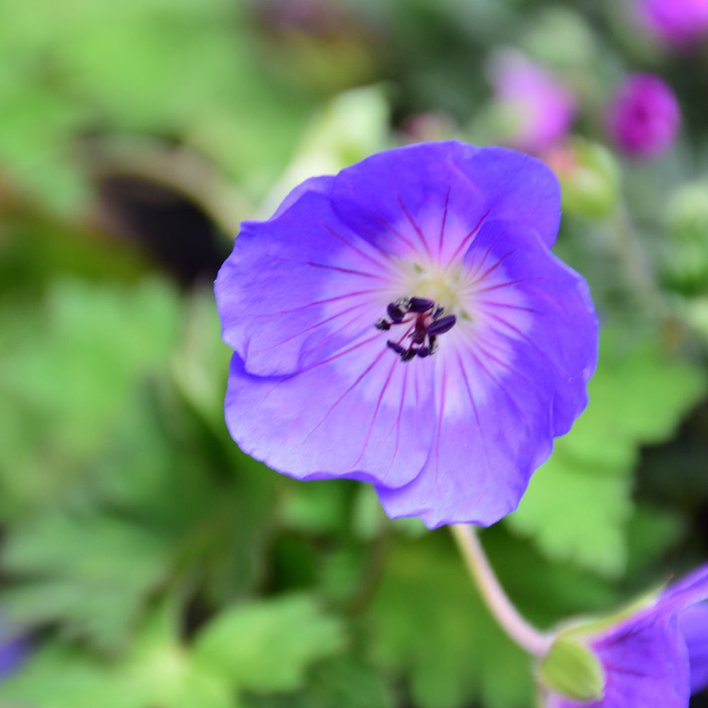 Rozanne Cranesbill # 2 CG