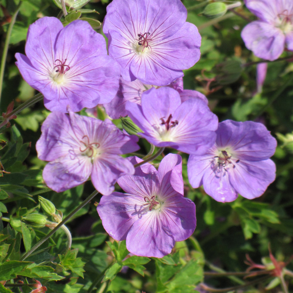 Rozanne Cranesbill # 2 CG