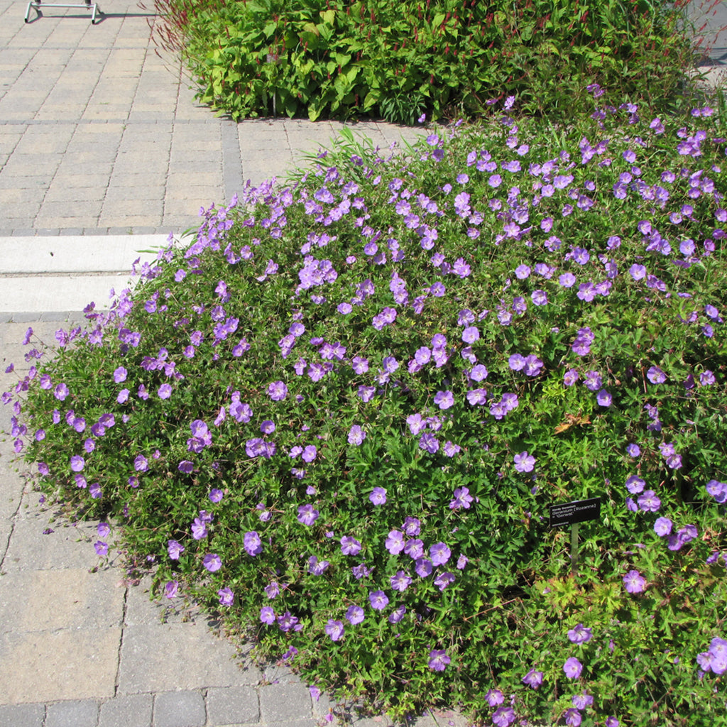 Rozanne Cranesbill # 2 CG