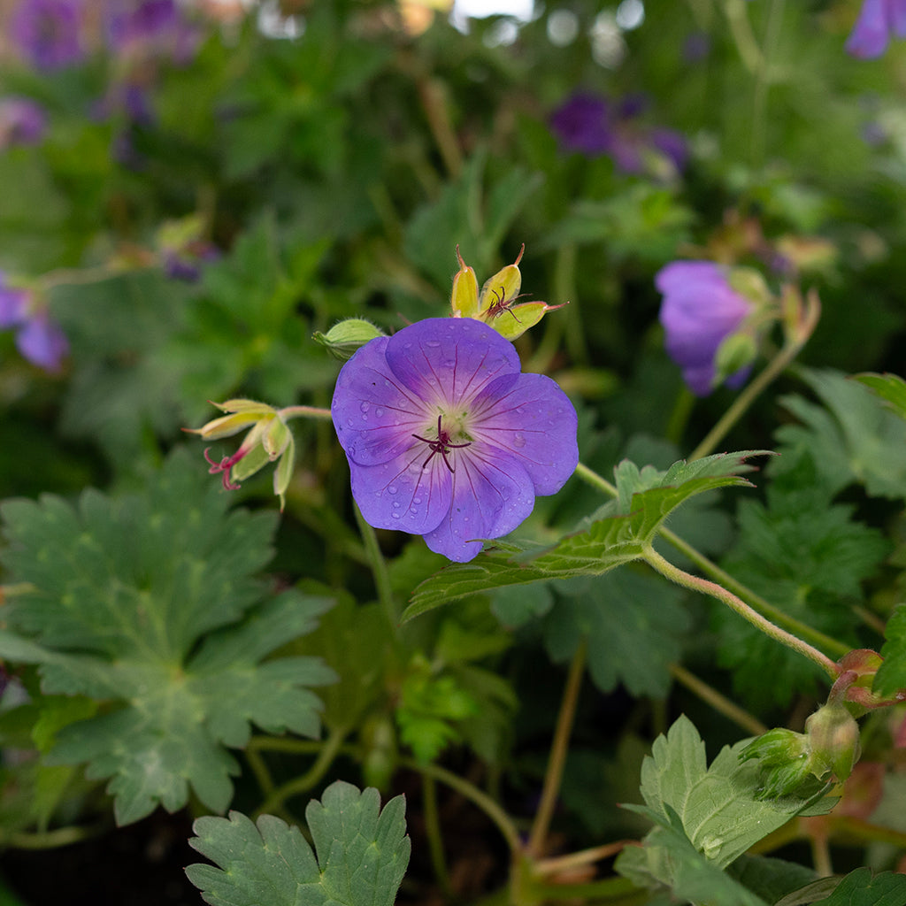 Rozanne Cranesbill