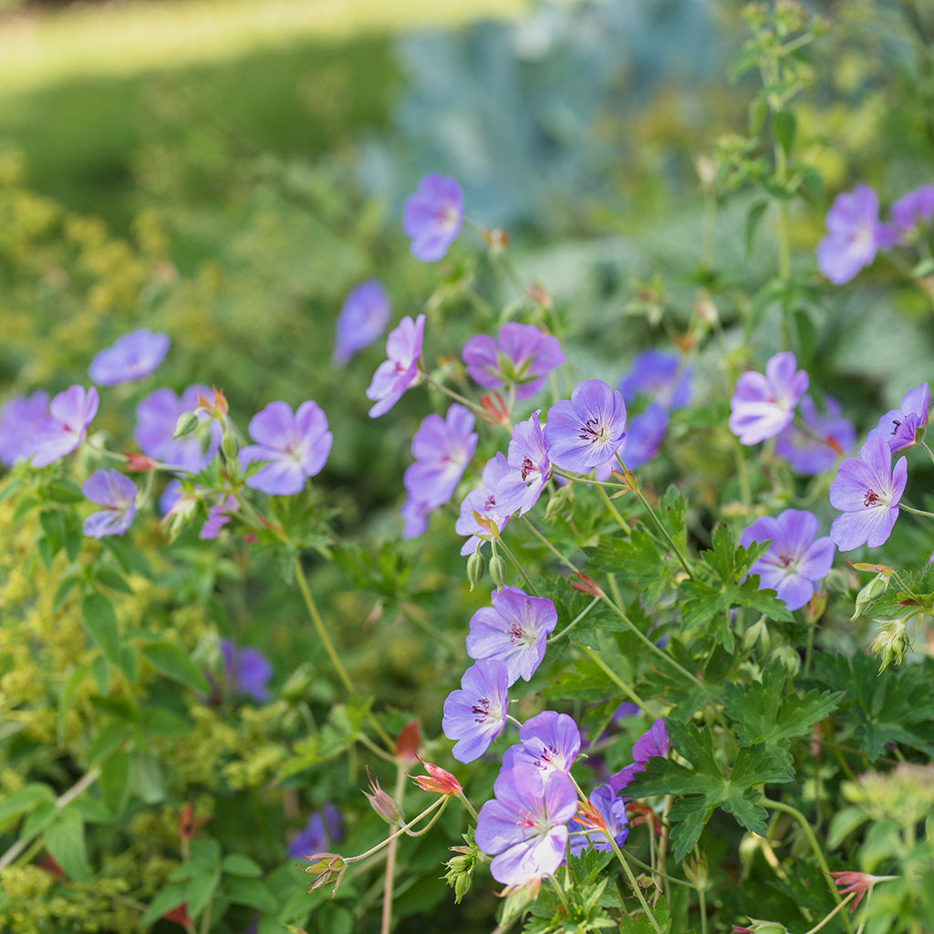 Rozanne Cranesbill