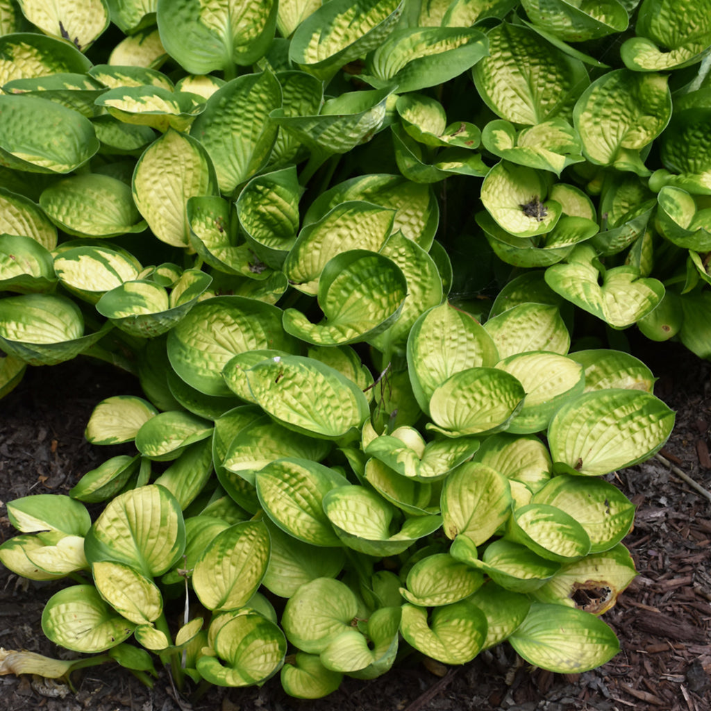 Rainforest Sunrise Hosta # 1 CG