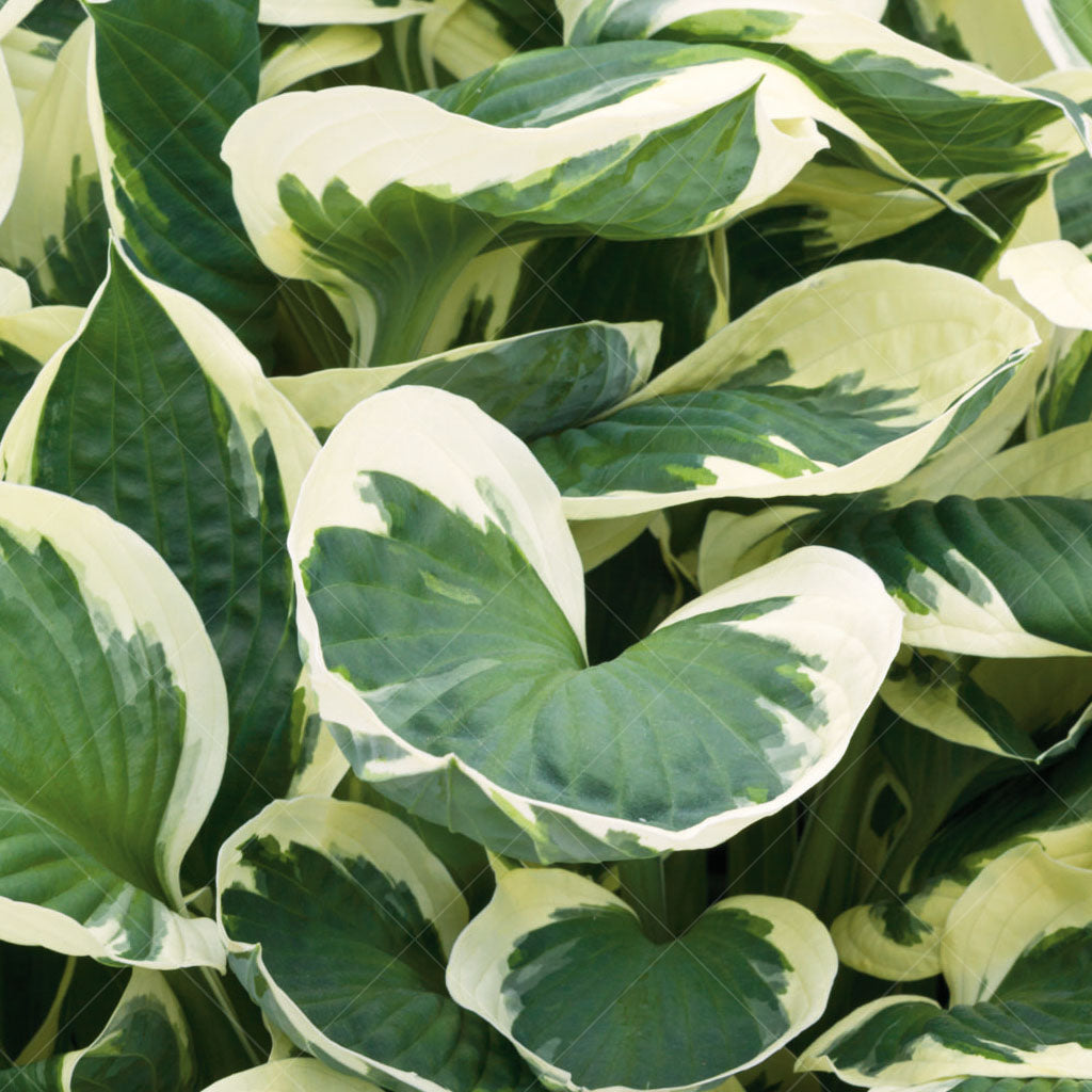 Looking for an easy and attractive way to fill in those shady spots in your garden? Look no further than Minuteman Hosta! Perfect for mass planting or using as a ground cover, this hosta also offers the added bonus of attracting beautiful hummingbirds to your outdoor space. Plus, with its full container gardening capabilities, it&#39;s a versatile choice for any gardener.