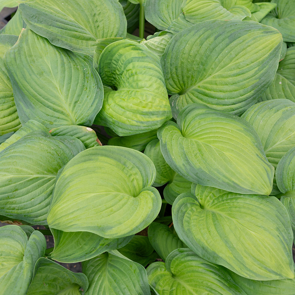 Guacamole Hosta