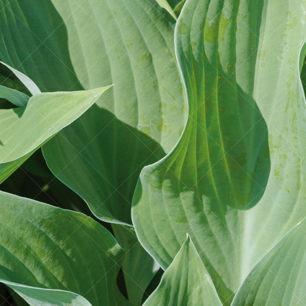 Krossa Regal Hosta # 1 CG