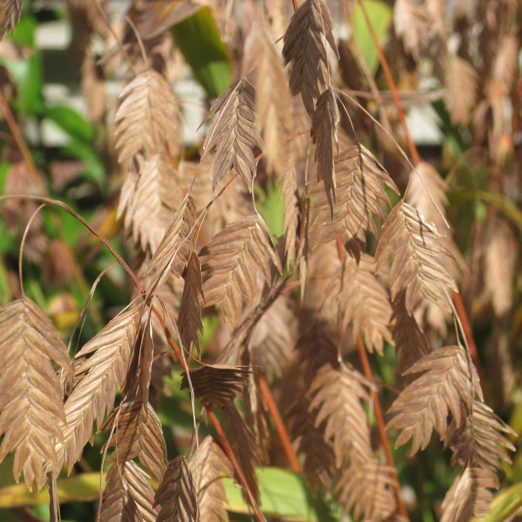Northern Sea Oats # 1 CG