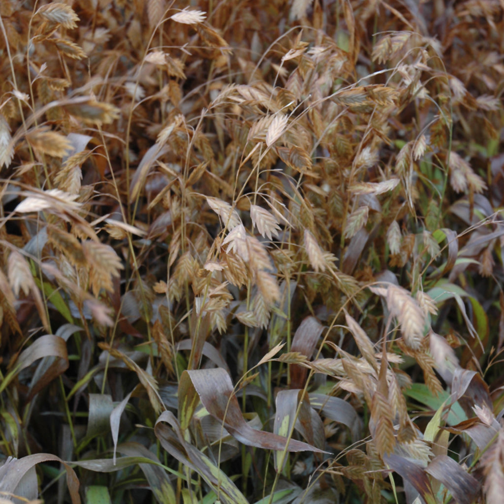 Northern Sea Oats # 1 CG