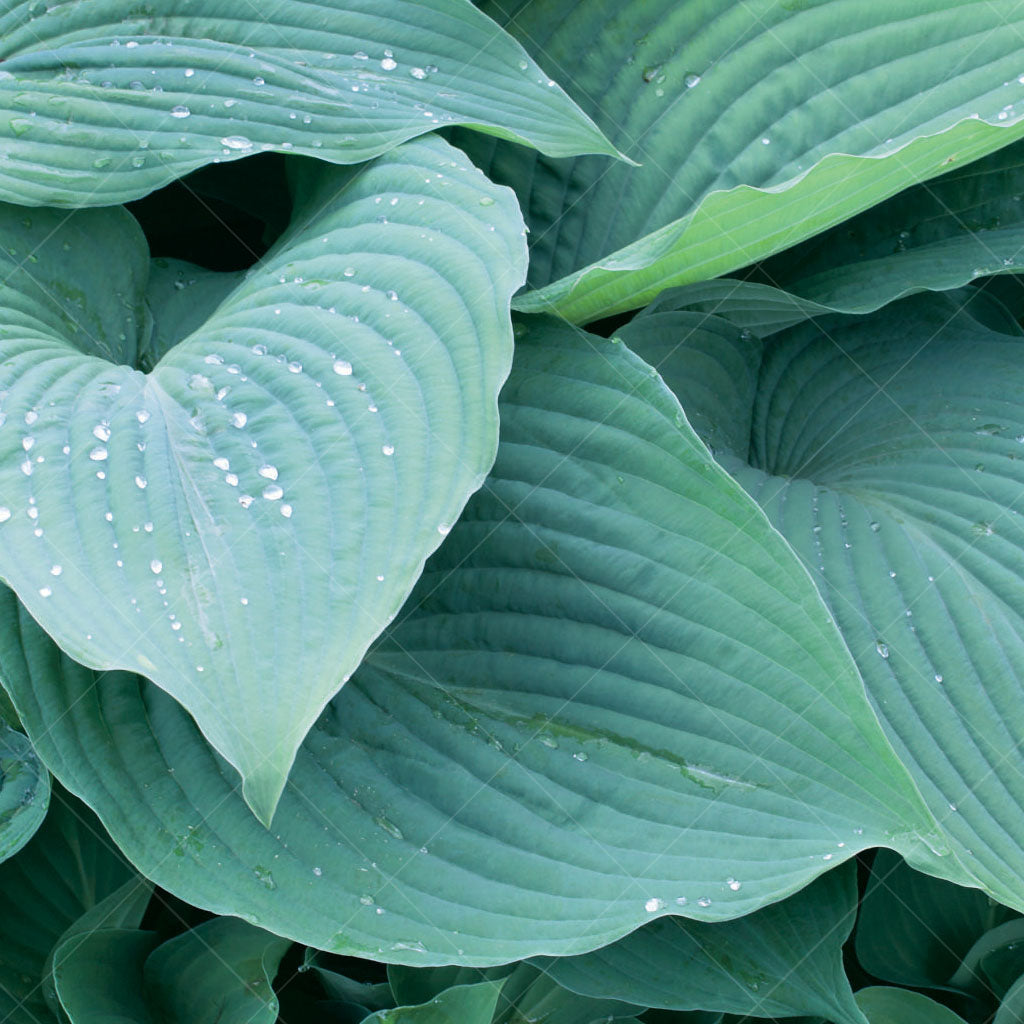 Blue Angel Hosta # 1 CG