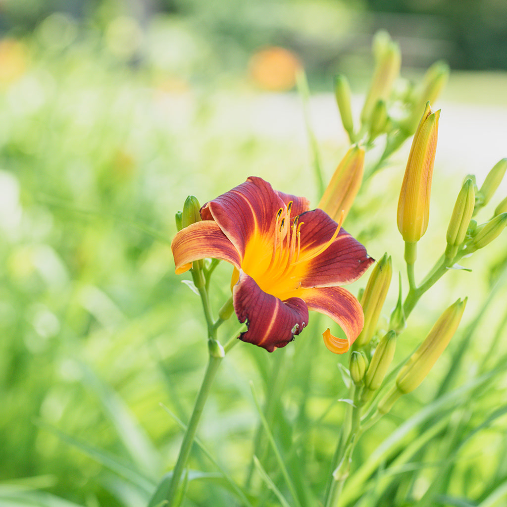 Ruby Stella Daylily