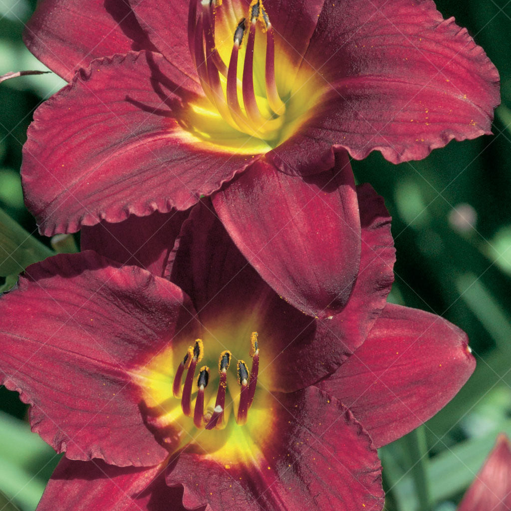 Ruby Stella Daylily