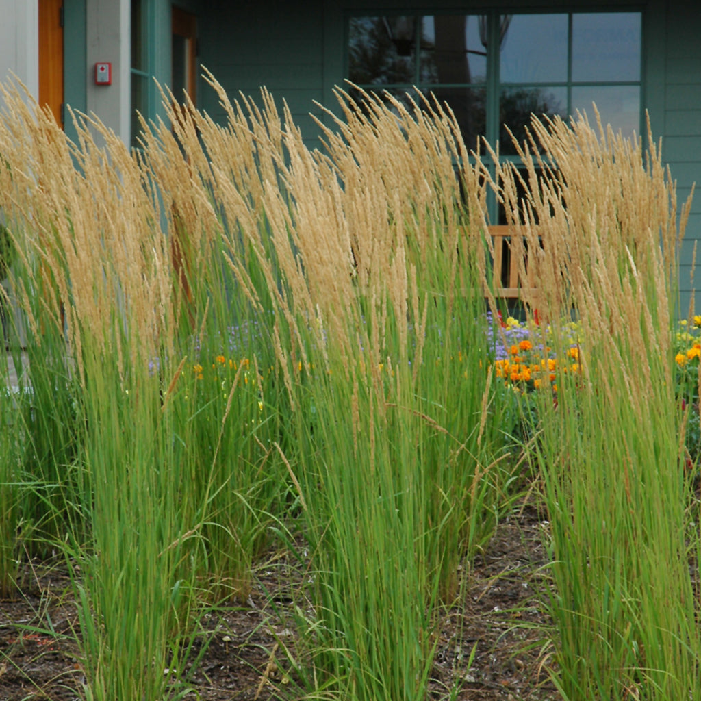Karl Foerster Feather Reed Grass  # 2 Container