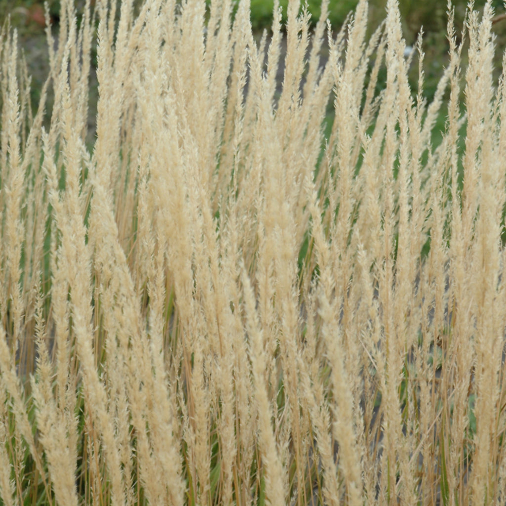 Karl Foerster Feather Reed Grass  # 2 Container