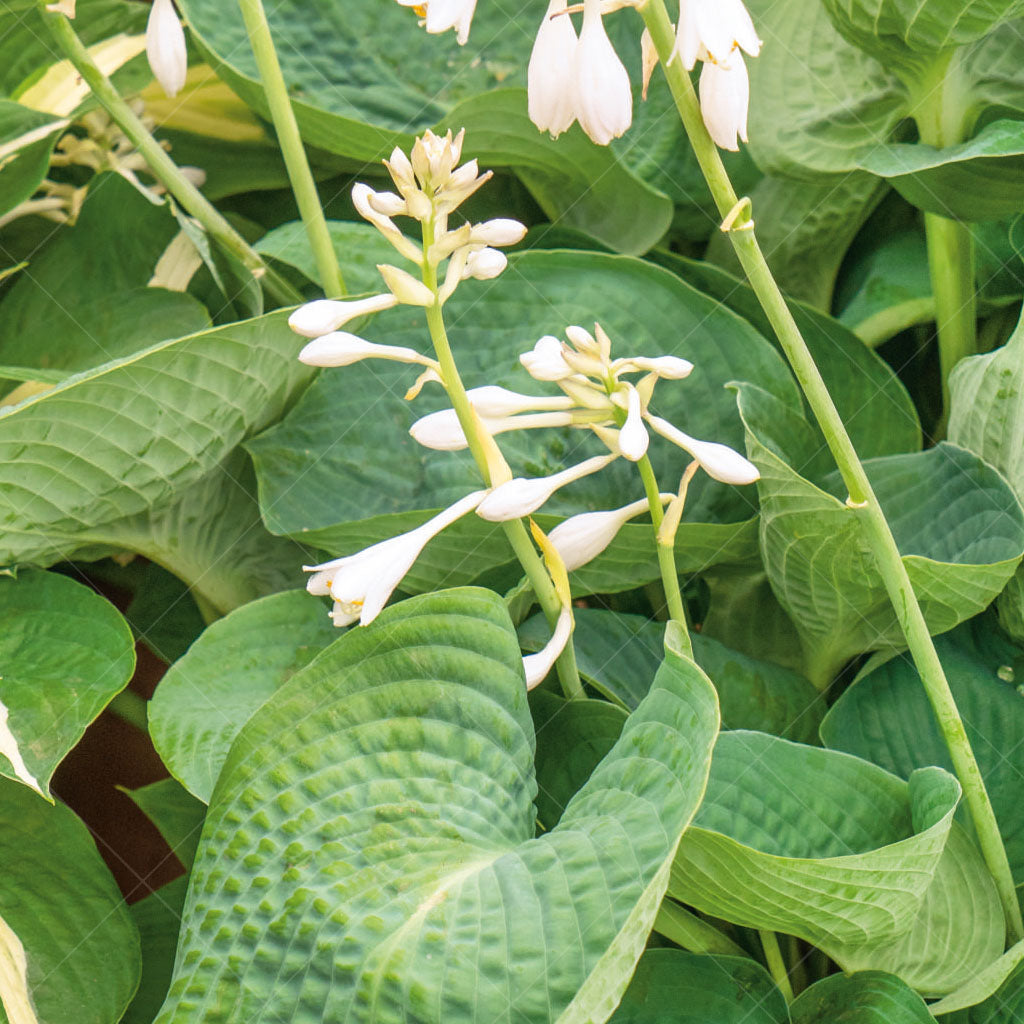 Drinking Gourd Hosta # 1 CG
