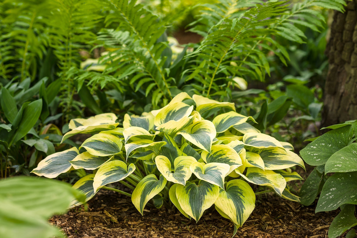 Shadowland® Autumn Frost Hosta PW®