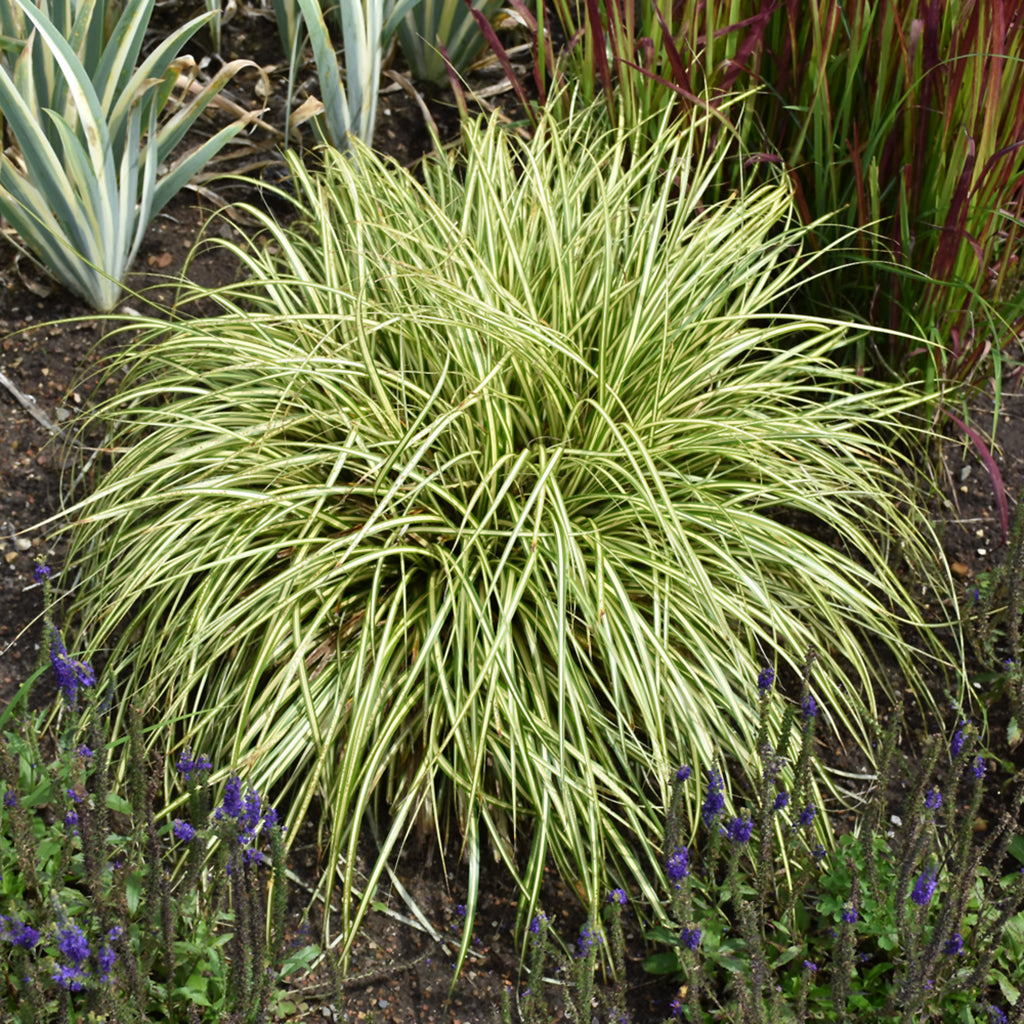 Evergold Sedge