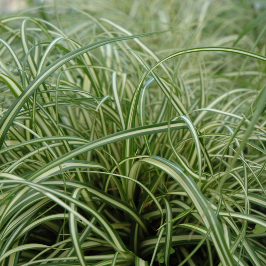 Evergold Sedge