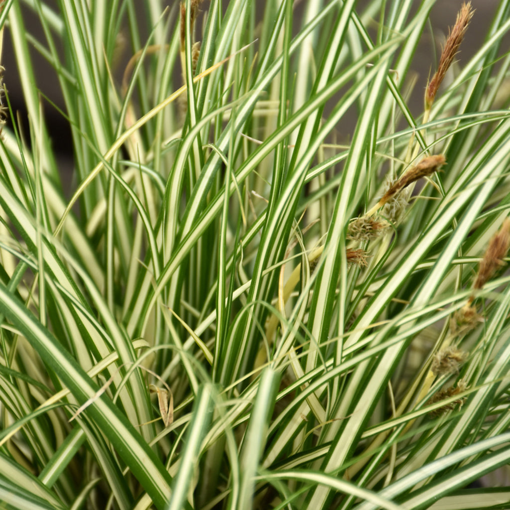 Evergold Sedge