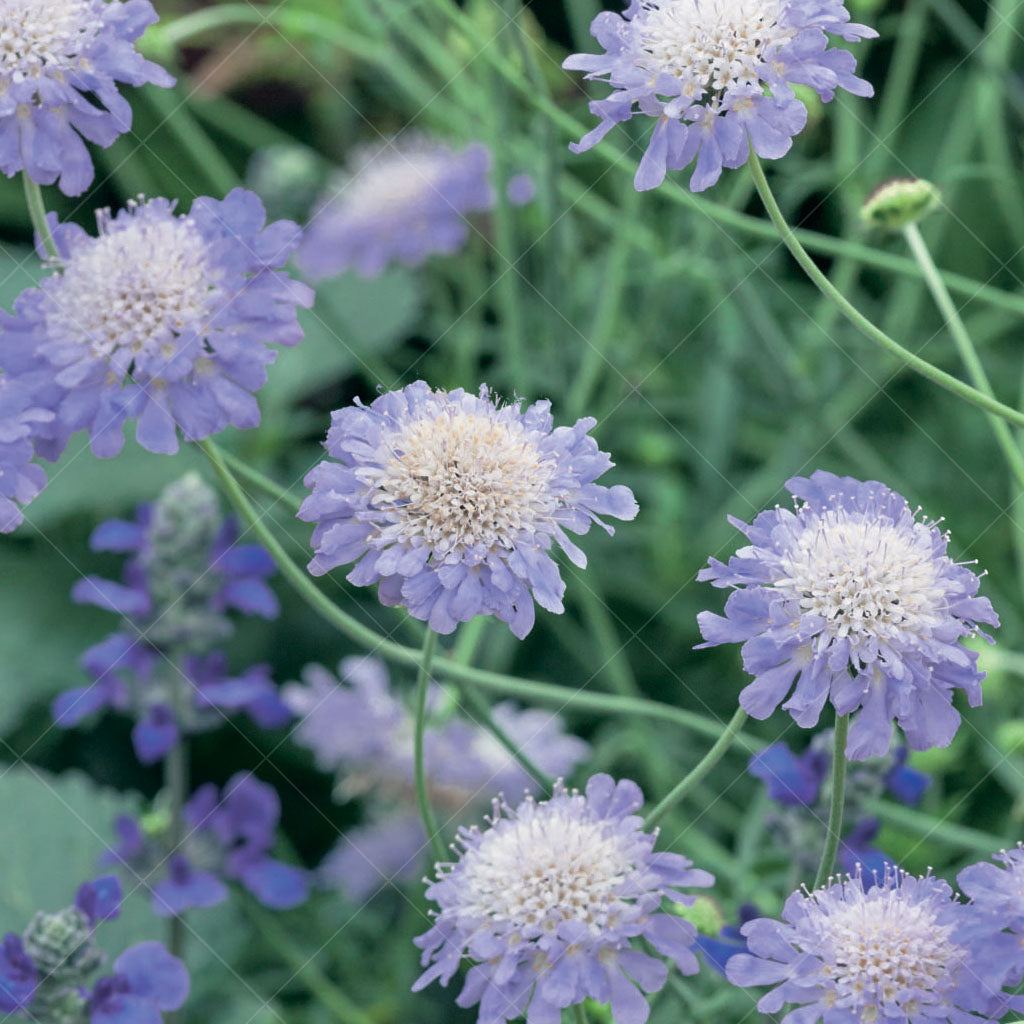 Butterfly Blue Pincushion Flower # 1 CG