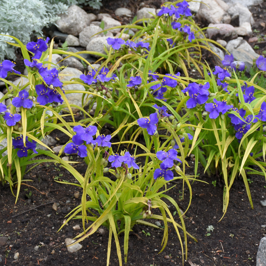 Sweet Kate Spiderwort