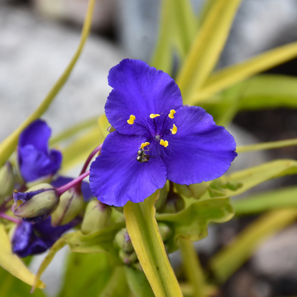 Sweet Kate Spiderwort
