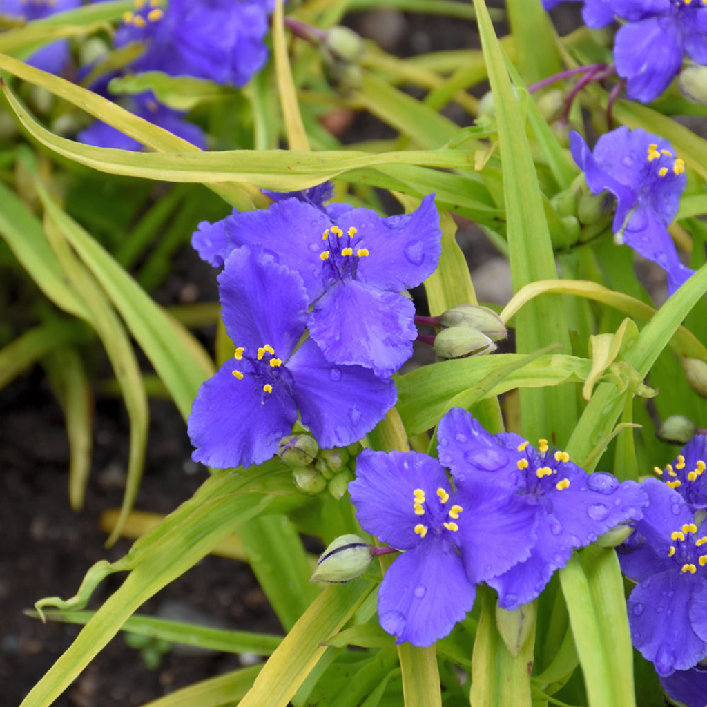 Sweet Kate Spiderwort