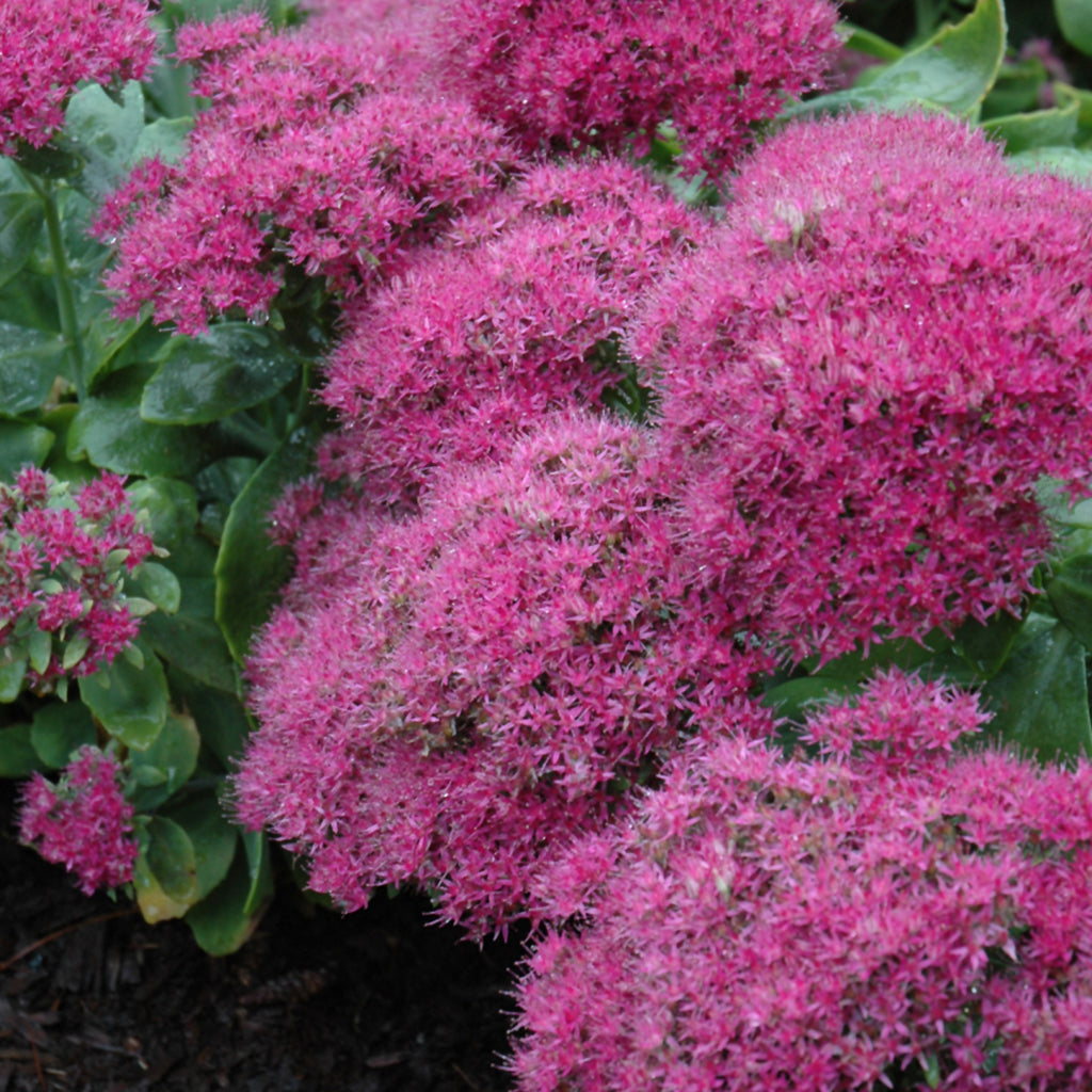 Neon Stonecrop