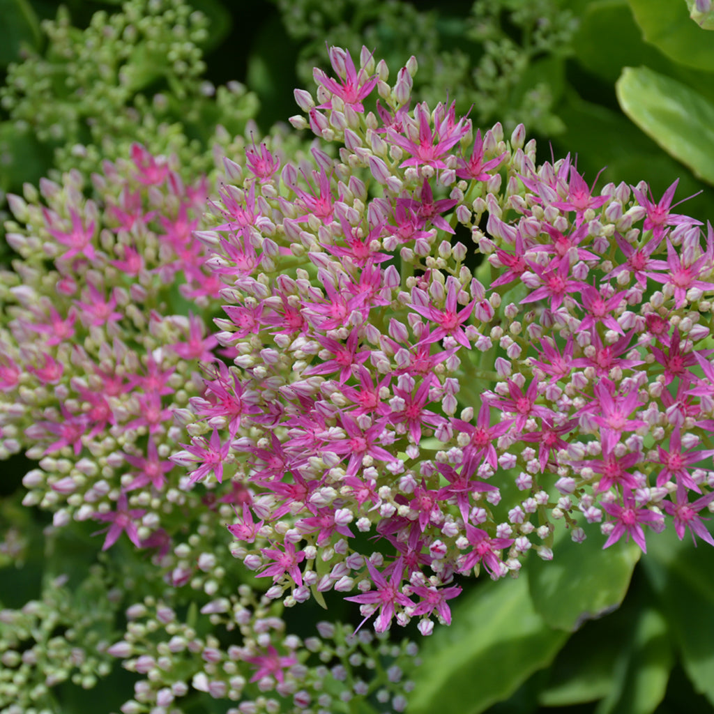 Neon Stonecrop