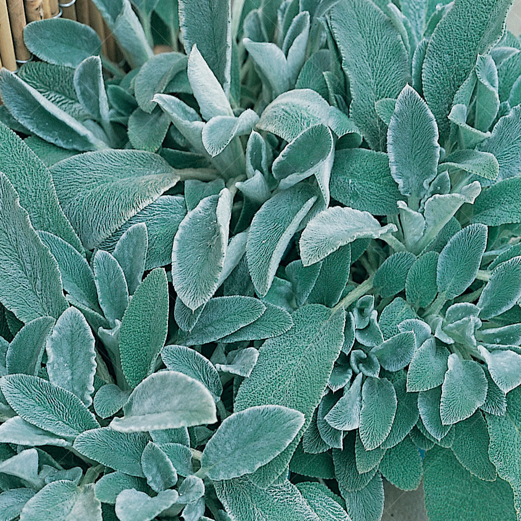 Lamb's Ear