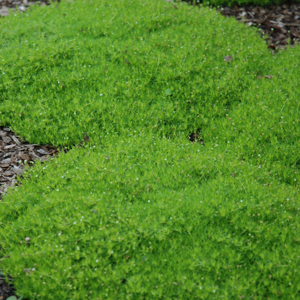 Irish Moss