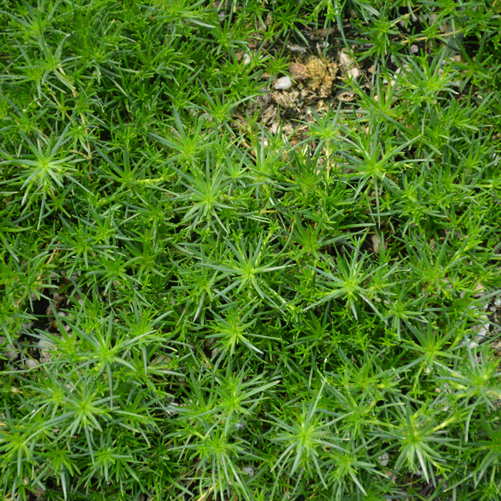 Irish Moss