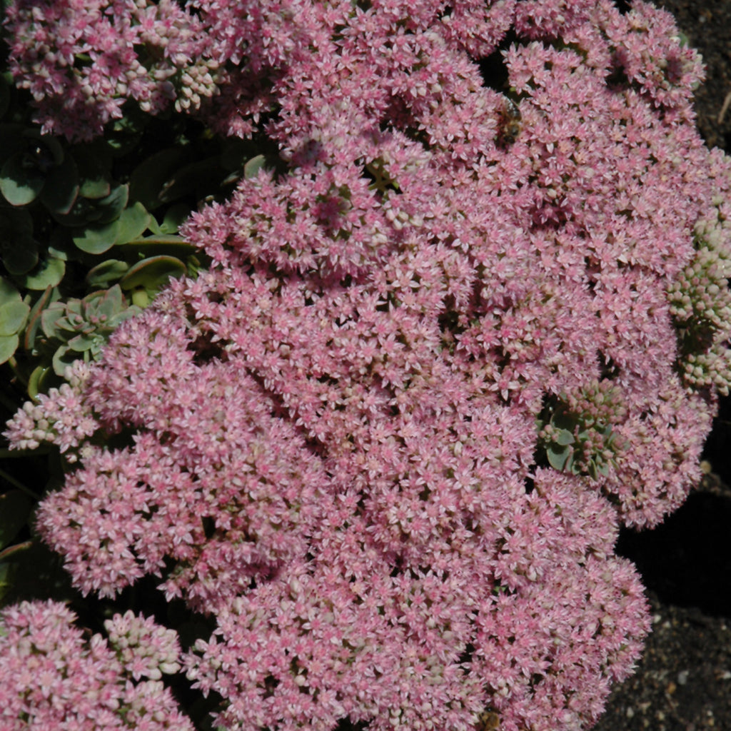 Sunsparkler® Lime Zinger Stonecrop