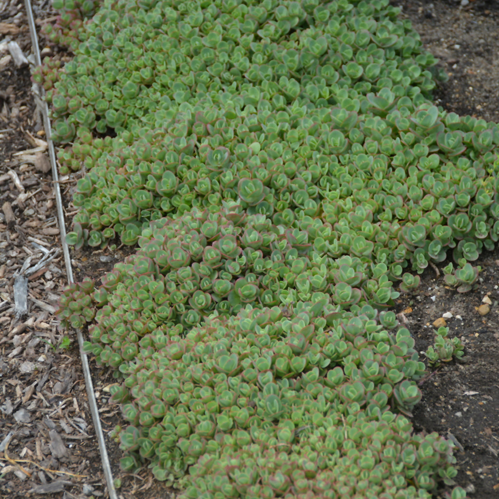 Sunsparkler® Lime Zinger Stonecrop