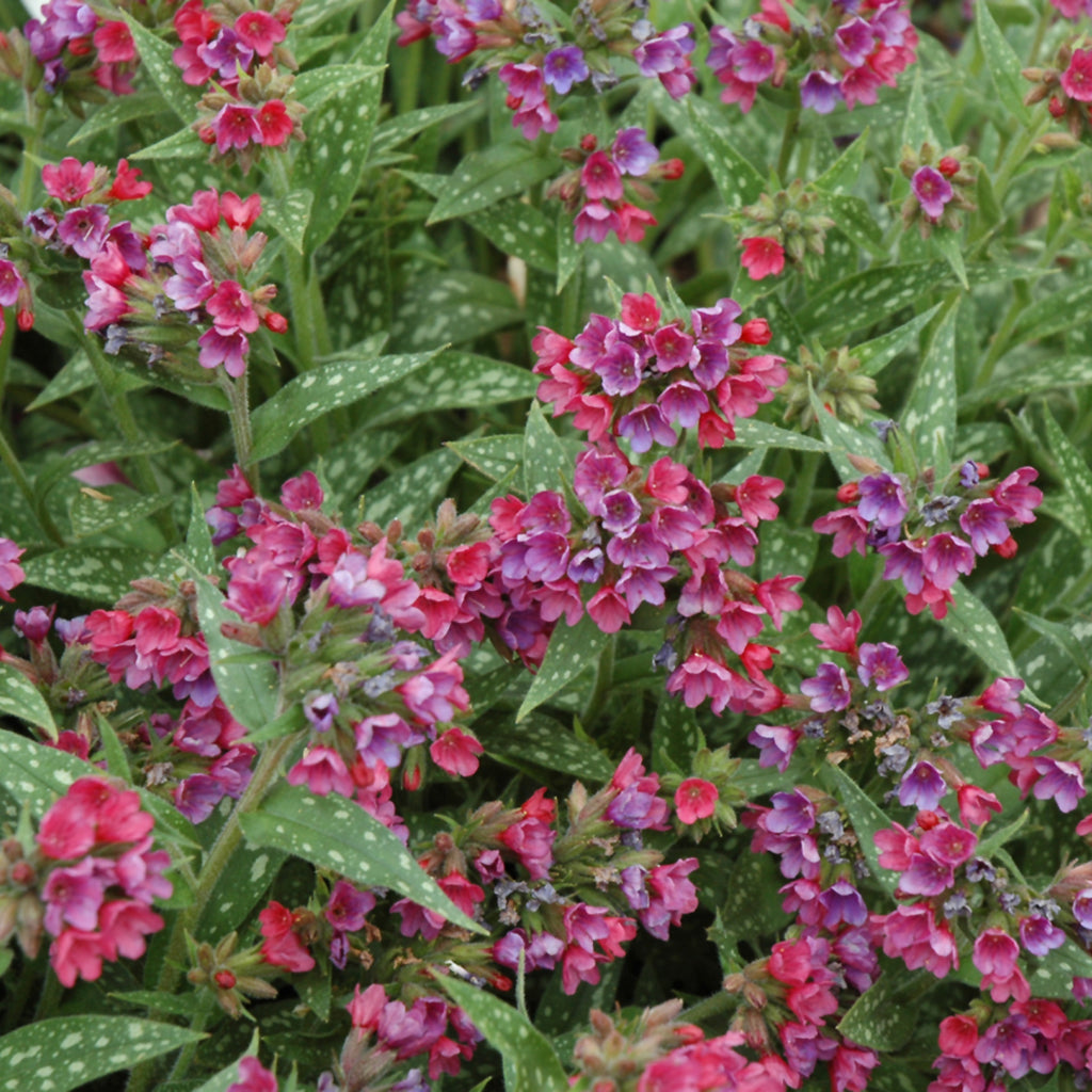 Raspberry Splash Lungwort