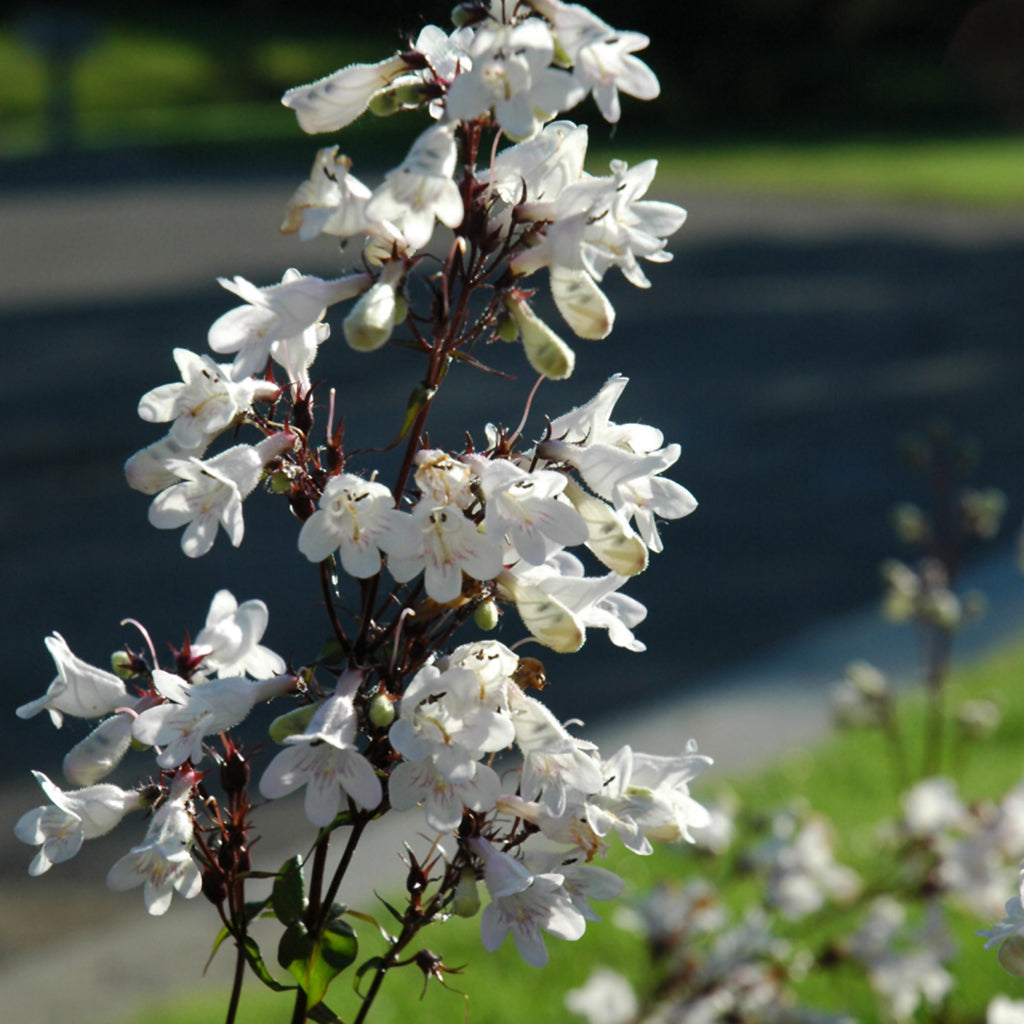 Husker Red Beardtongue