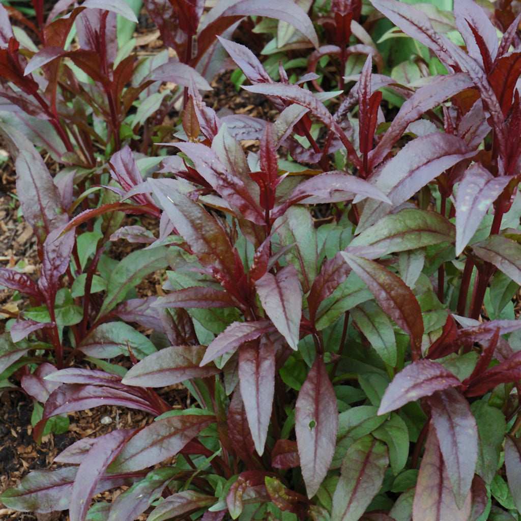 Husker Red Beardtongue