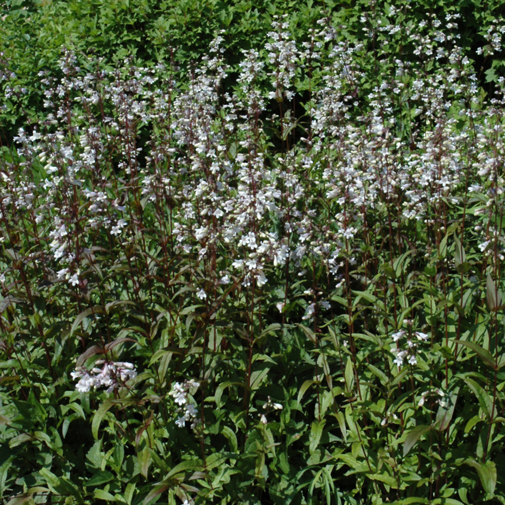 Husker Red Beardtongue