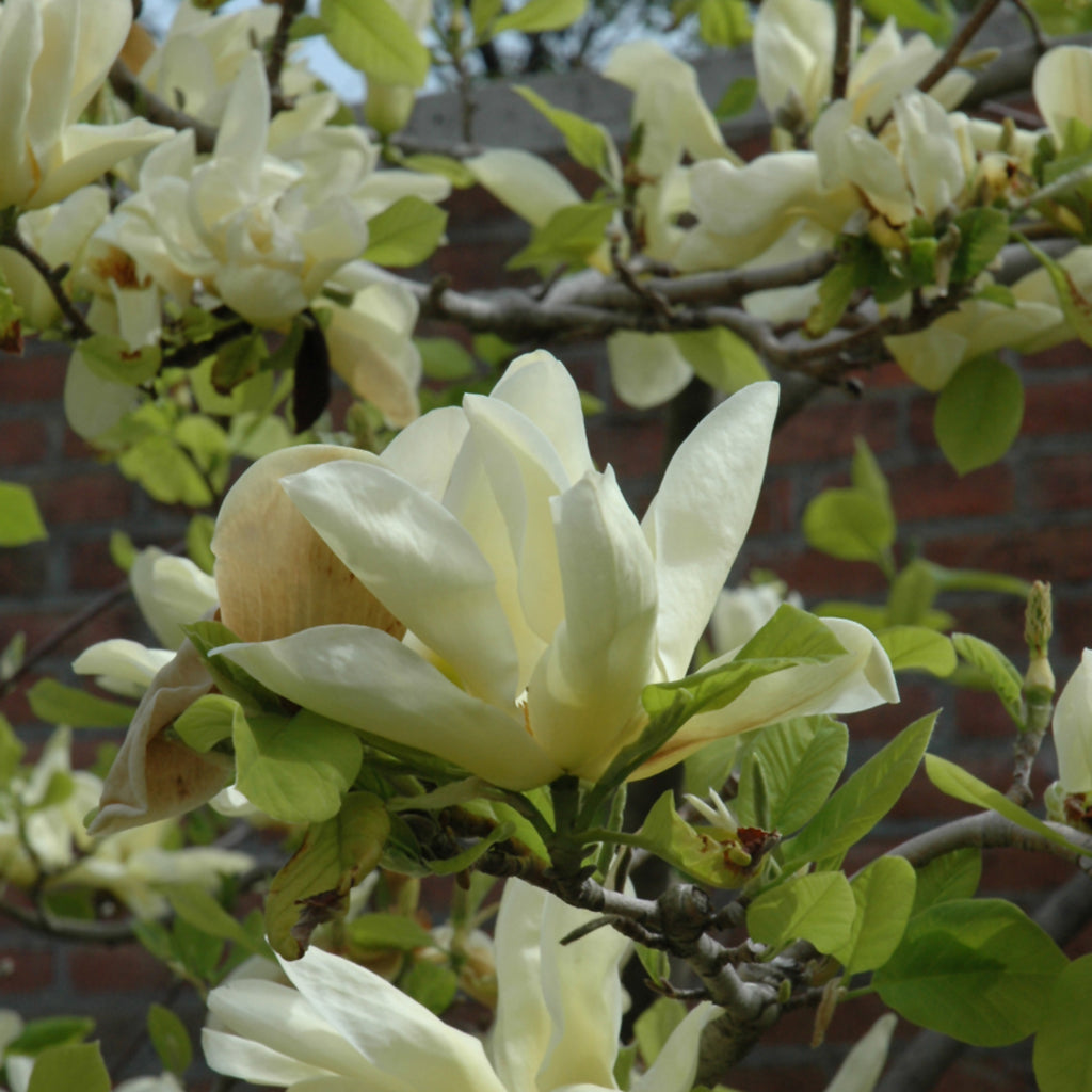 Elizabeth Cucumbertree Magnolia