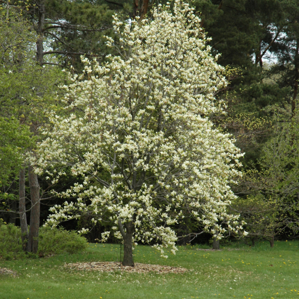 Elizabeth Cucumbertree Magnolia